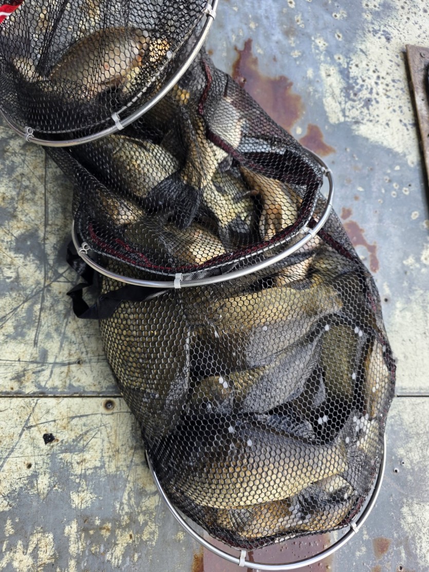 3월 31일 아산 신수낚시터 조황 및 붕어 방생 정보입니다