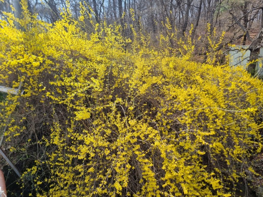 4월 첫째주 아산 신수낚시터 조황 정보입니다