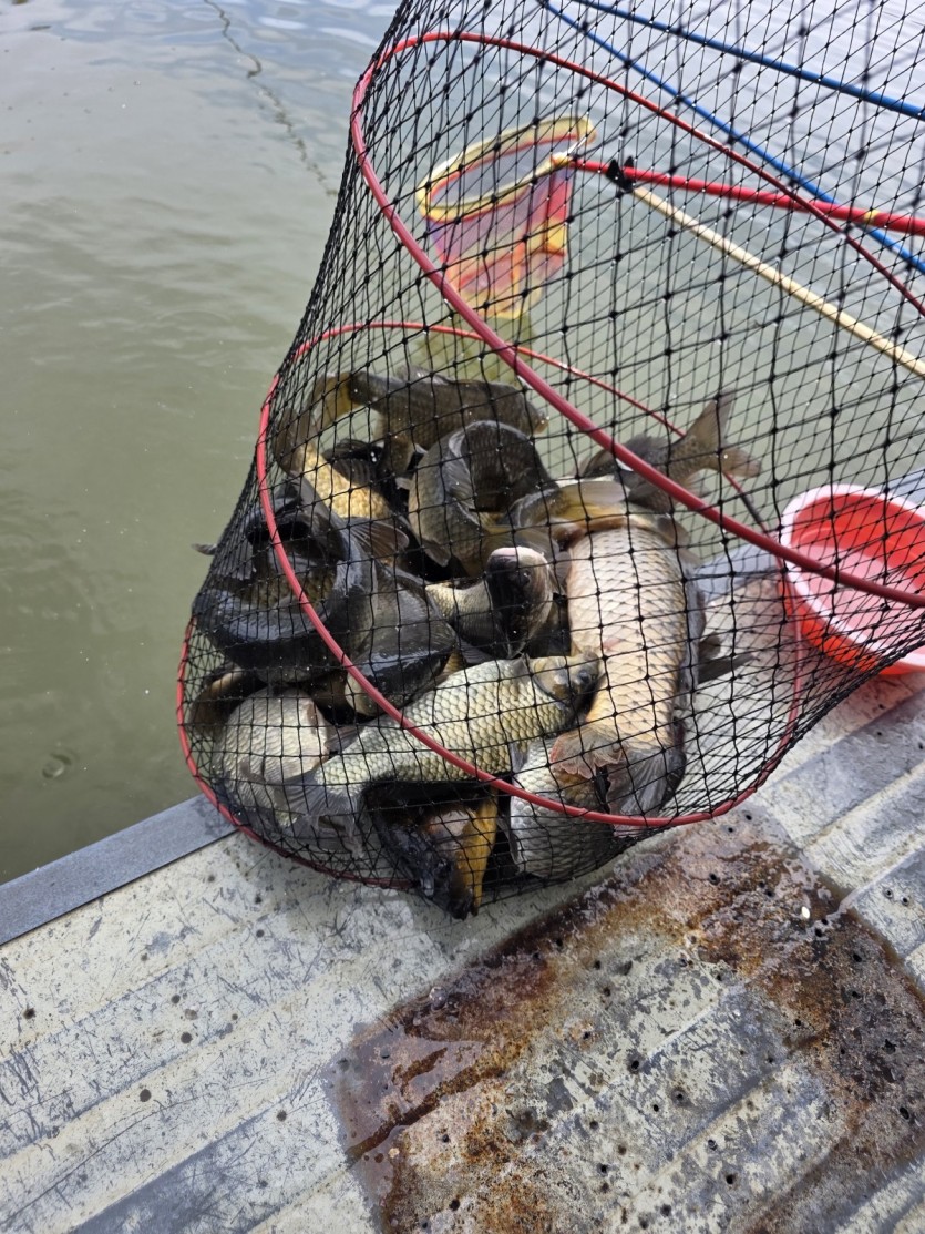 4월 둘째주 아산 신수낚시터 조황 화보입니다